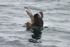 Great Skua